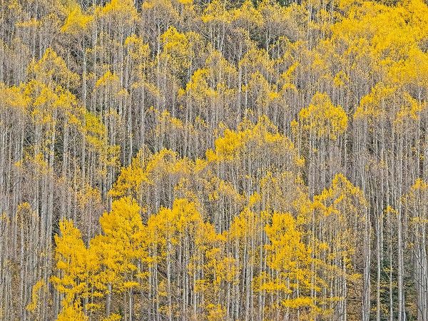 Colorado-Aspens on hillside near township of Aspen in fall colors